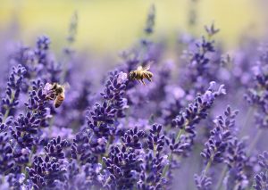 Las flores de lavanda secas se emplean en la elaboración de exfoliantes suaves y aromáticos