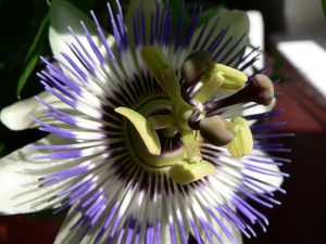 pasiflora o flor de la pasión