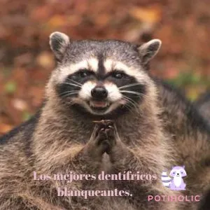 meme mapache cabron dentifricos