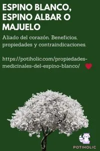 espino blanco, espino albar o majuelo