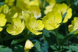 El aceite de onagra es rico en omega 6