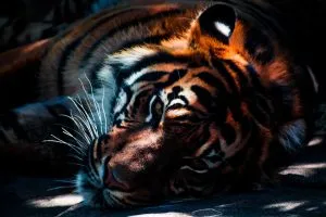 el bálsamo de tigre se elaboraba en un principio con la grasa de este animal