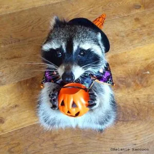 mapache bruja melannie raccoon