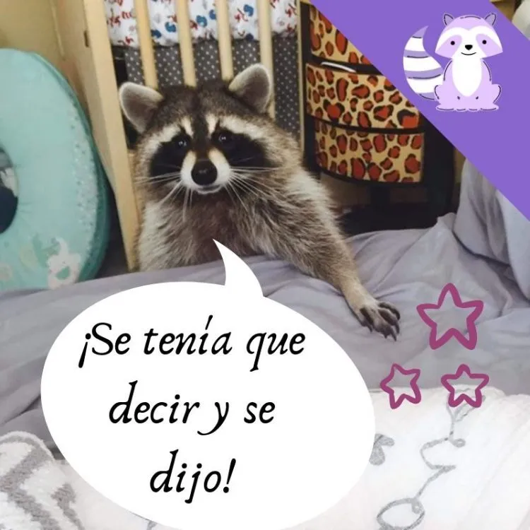 meme mapache se tenia que decir y se dijo